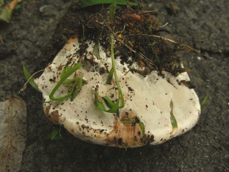 Ganoderma killer